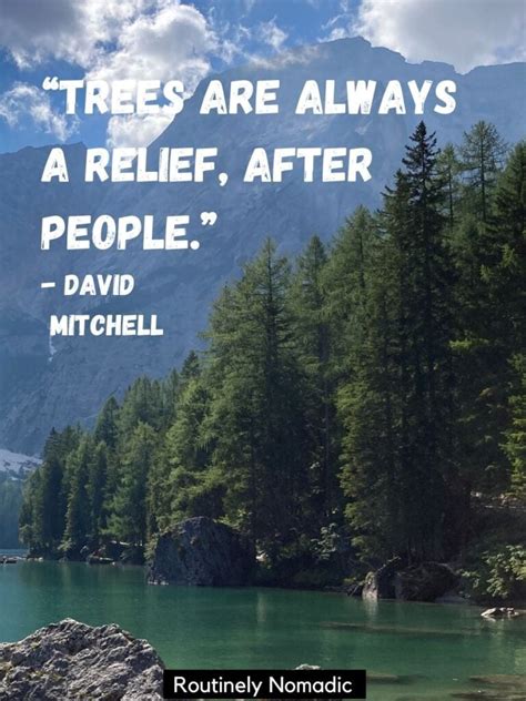 100 Beautiful Tree Quotes and Sayings .